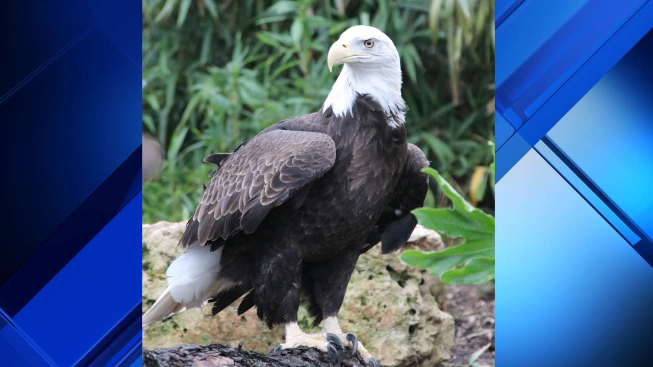 American Bald Eagle that was shot, rescued now at San Antonio Zoo